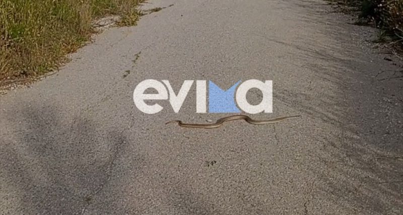 Αυτά είναι τα δηλητηριώδη φίδια στην Εύβοια: Μεγάλη προσοχή!