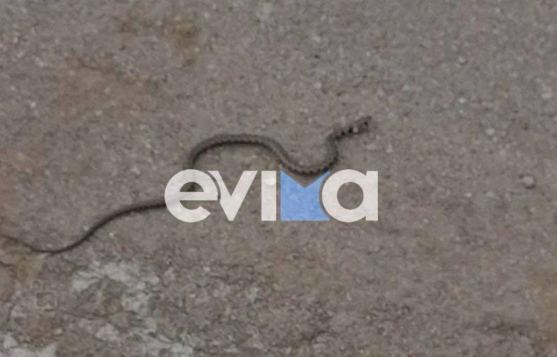 Φίδια στην Εύβοια: Τι πρέπει να κάνετε αν βρεθείτε μπροστά τους