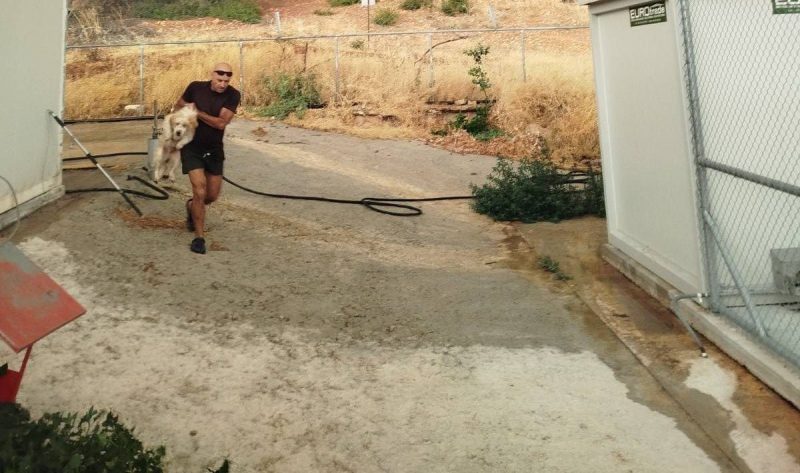 Φωτιά στην Εύβοια: «Τα ζώα σώθηκαν χάρη στους εθελοντές», λέει ο Ζωοφιλικός Σύλλογος Χαλκίδας Φωτιά στην Εύβοια: «Τα ζώα σώθηκαν χάρη στους εθελοντές», λέει ο Ζωοφιλικός Σύλλογος Χαλκίδας