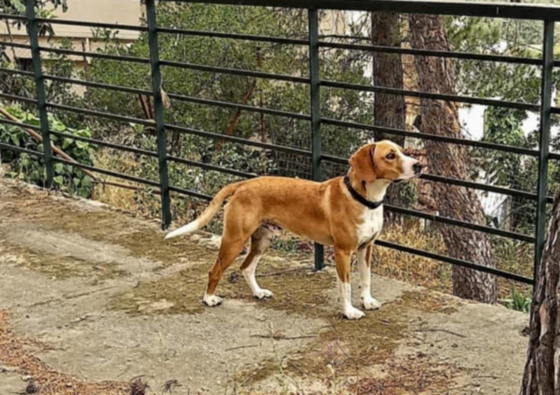 Βόρεια Εύβοια: Έκκληση για βοήθεια! Χάθηκε ο Φοίβος Βόρεια Εύβοια: Έκκληση για βοήθεια! Χάθηκε ο Φοίβος