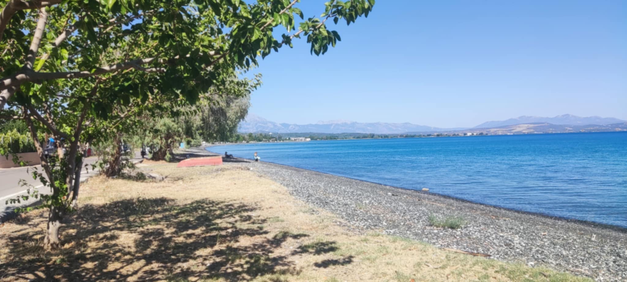 Οι μωβ μέδουσες «άδειασαν» τις παραλίες της Εύβοιας – Αποκαρδιωτικές εικόνες Οι μωβ μέδουσες «άδειασαν» τις παραλίες της Εύβοιας – Αποκαρδιωτικές εικόνες