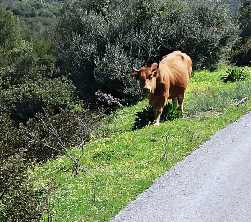Μοσχάρι κόβει βόλτες σε κεντρικό δρόμο της Εύβοιας Μοσχάρι κόβει βόλτες σε κεντρικό δρόμο της Εύβοιας