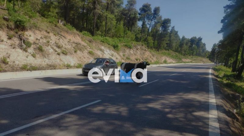 Σε αυτό το δρόμο της Εύβοιας «πετάγονται» μοσχάρια – Μεγάλη προσοχή! Σε αυτό το δρόμο της Εύβοιας «πετάγονται» μοσχάρια – Μεγάλη προσοχή!