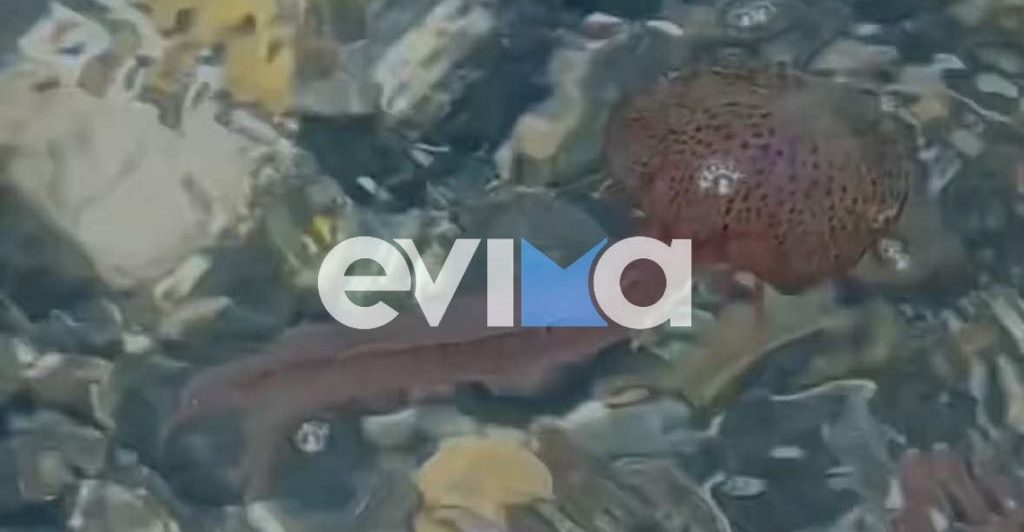 Αναστάτωση στην Εύβοια: Μωβ μέδουσα κολυμπάει δίπλα σε λουόμενο – Βίντεο Αναστάτωση στην Εύβοια: Μωβ μέδουσα κολυμπάει δίπλα σε λουόμενο – Βίντεο