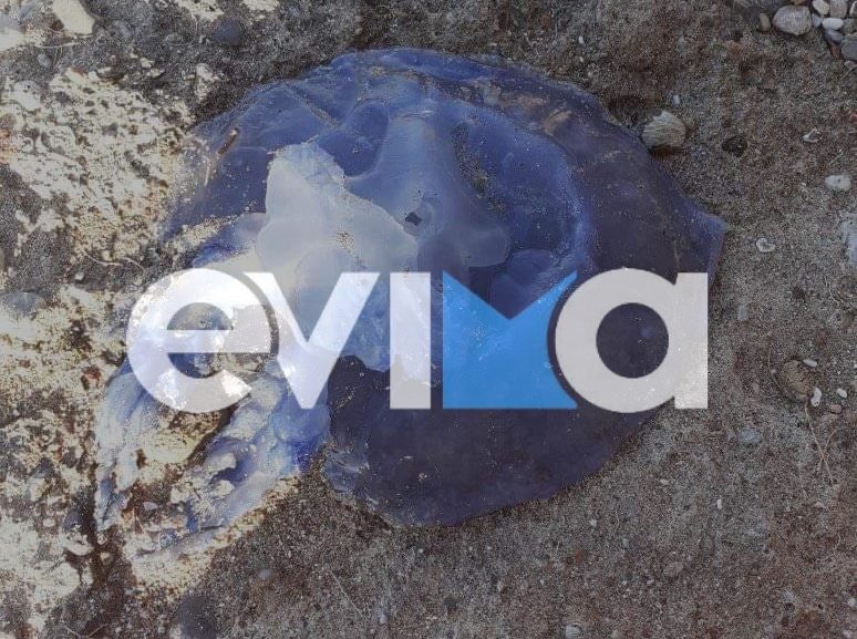 Μωβ μέδουσες στην Εύβοια: Προσοχή! Σε αυτές τις παραλίες δεν πρέπει να πάτε