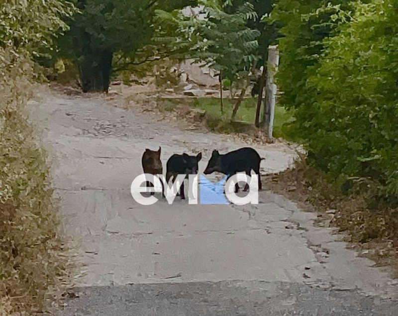 Εύβοια: Αγριογούρουνα σχεδόν… μες τα σπίτια – Πανικός στους κατοίκους Εύβοια: Αγριογούρουνα σχεδόν… μες τα σπίτια – Πανικός στους κατοίκους