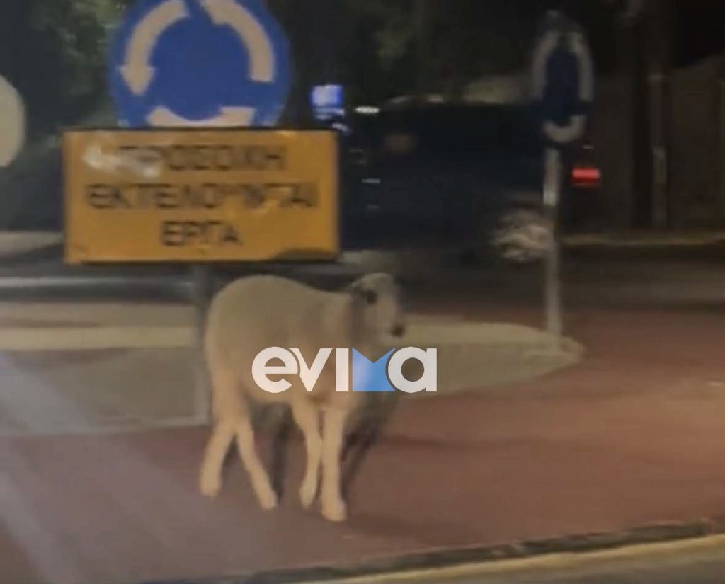 Απίστευτο περιστατικό στην Εύβοια: Πρόβατα βγήκαν «βόλτα» σε κεντρικό δρόμο Απίστευτο περιστατικό στην Εύβοια: Πρόβατα βγήκαν «βόλτα» σε κεντρικό δρόμο