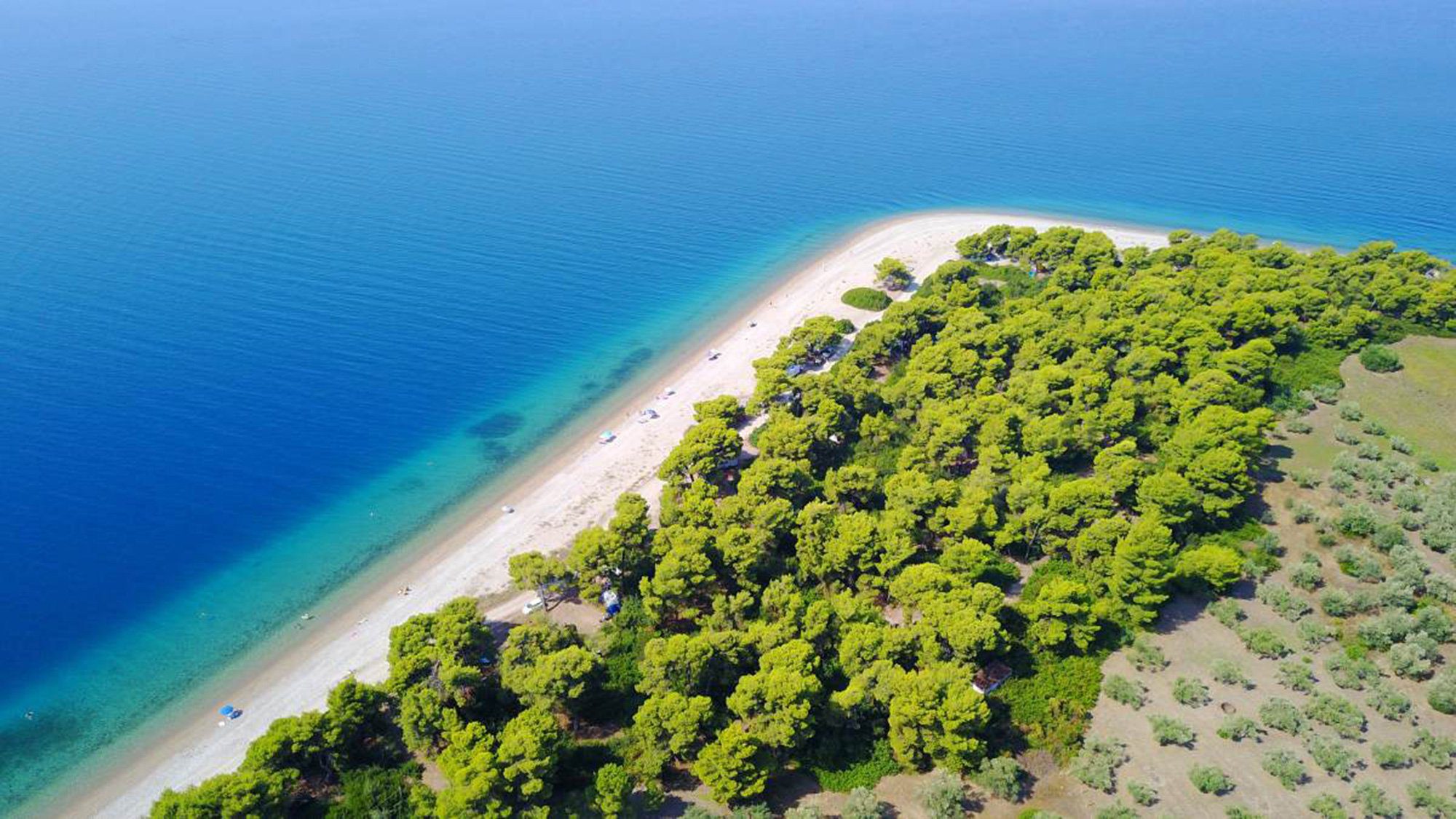 Σε αυτές τις παραλίες της Εύβοιας δεν υπάρχουν μωβ μέδουσες Σε αυτές τις παραλίες της Εύβοιας δεν υπάρχουν μωβ μέδουσες