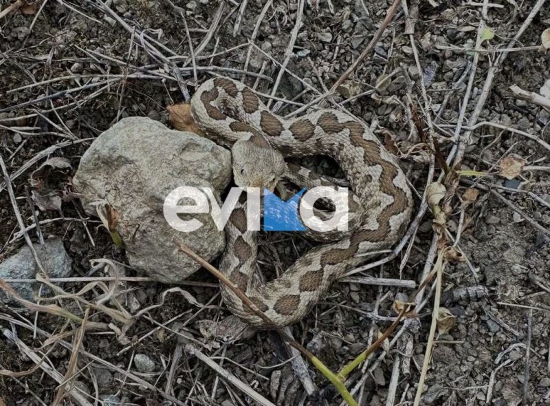Νέο περιστατικό με φίδι στην Εύβοια: Τρύπωσε στα πόδια αγρότη Νέο περιστατικό με φίδι στην Εύβοια: Τρύπωσε στα πόδια αγρότη