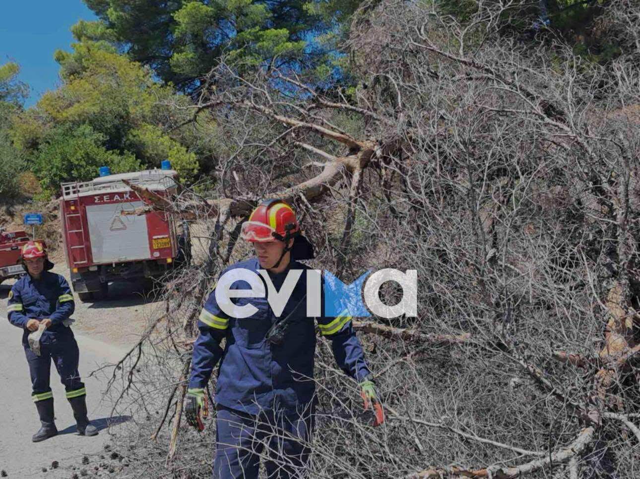 Πτώση δέντρου στην Εύβοια λόγω των ισχυρών ανέμων – Έκλεισε κεντρικός δρόμος (εικόνες) Πτώση δέντρου στην Εύβοια λόγω των ισχυρών ανέμων – Έκλεισε κεντρικός δρόμος (εικόνες)