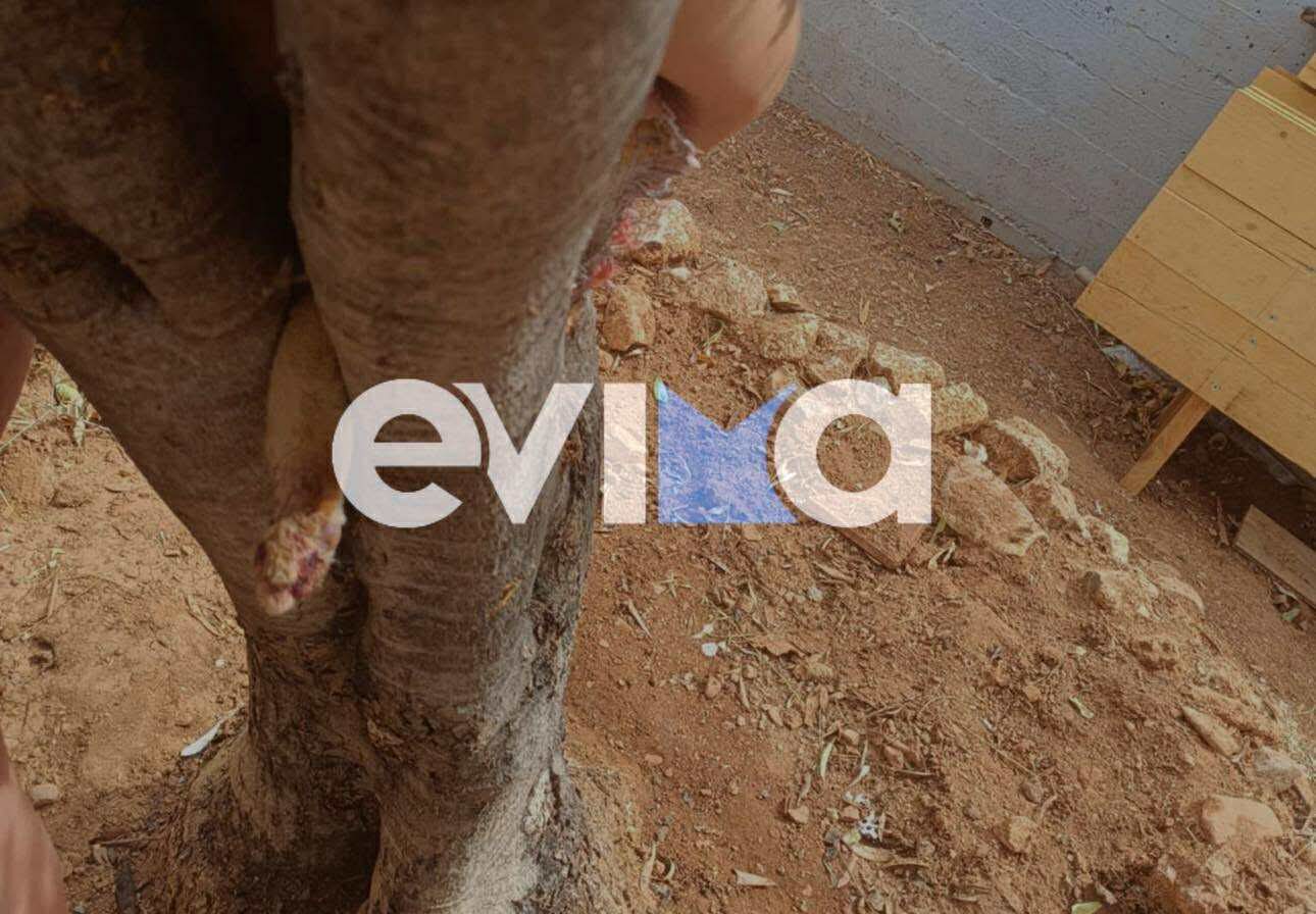 Γάτα εγκλωβίστηκε σε κορμό δέντρου στην Εύβοια Γάτα εγκλωβίστηκε σε κορμό δέντρου στην Εύβοια