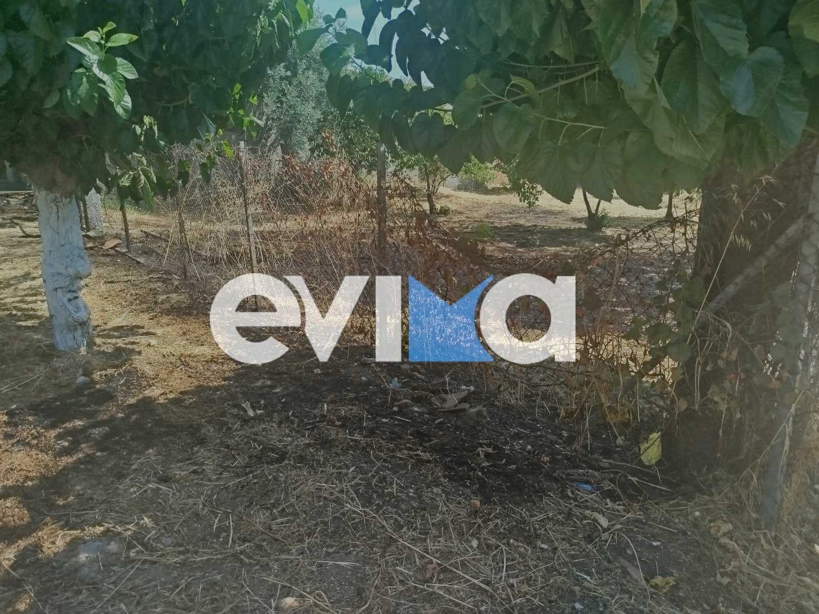 Φωτιά στην Εύβοια δίπλα σε πλατεία Φωτιά στην Εύβοια δίπλα σε πλατεία
