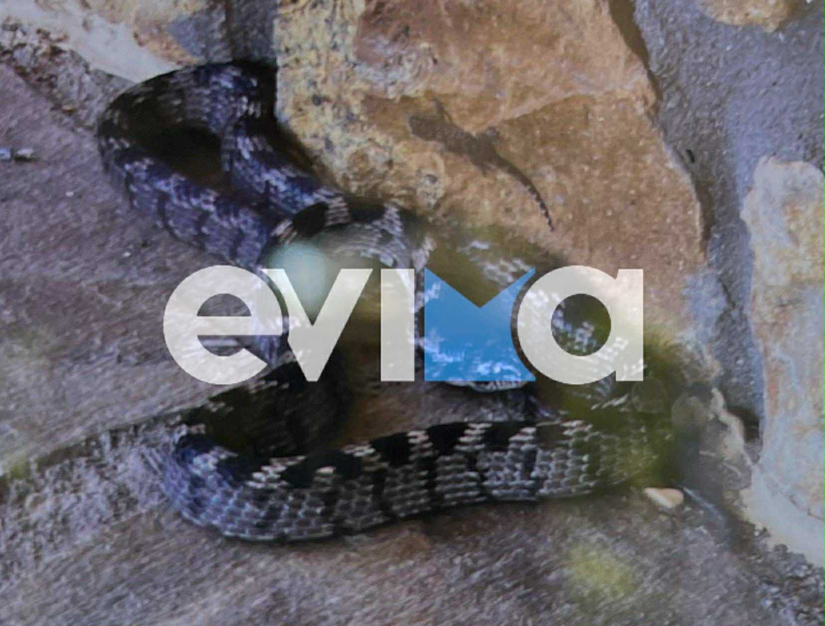 Εύβοια: Είδε το φίδι να «σουλατσάρει» στην αυλή του – Πόσο επικίνδυνο ήταν;