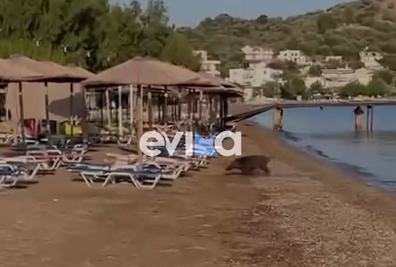 Απίστευτο θέαμα στην Εύβοια: Αγριογούρουνο κάνει μπάνιο σε παραλία – Βίντεο Απίστευτο θέαμα στην Εύβοια: Αγριογούρουνο κάνει μπάνιο σε παραλία – Βίντεο