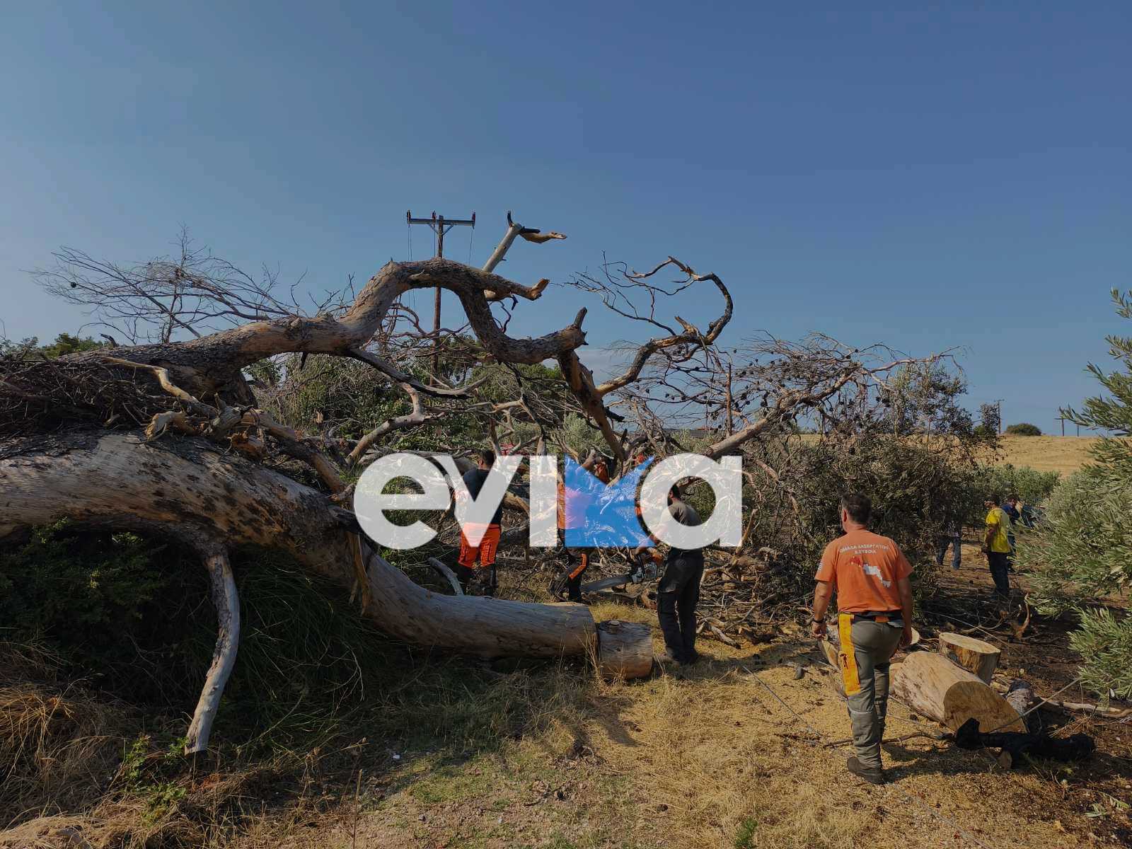 Εύβοια: Πυροσβέστες και δασεργάτες πρόλαβαν φωτιά (pics&vid)