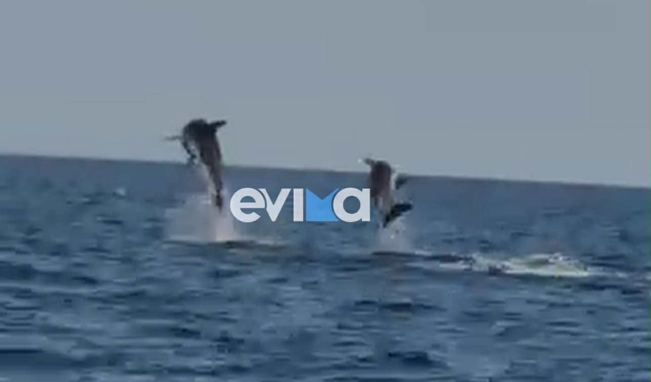 Χορευτικό «σόου» από δελφίνια στη Βόρεια Εύβοια – Απίθανο βίντεο Χορευτικό «σόου» από δελφίνια στη Βόρεια Εύβοια – Απίθανο βίντεο