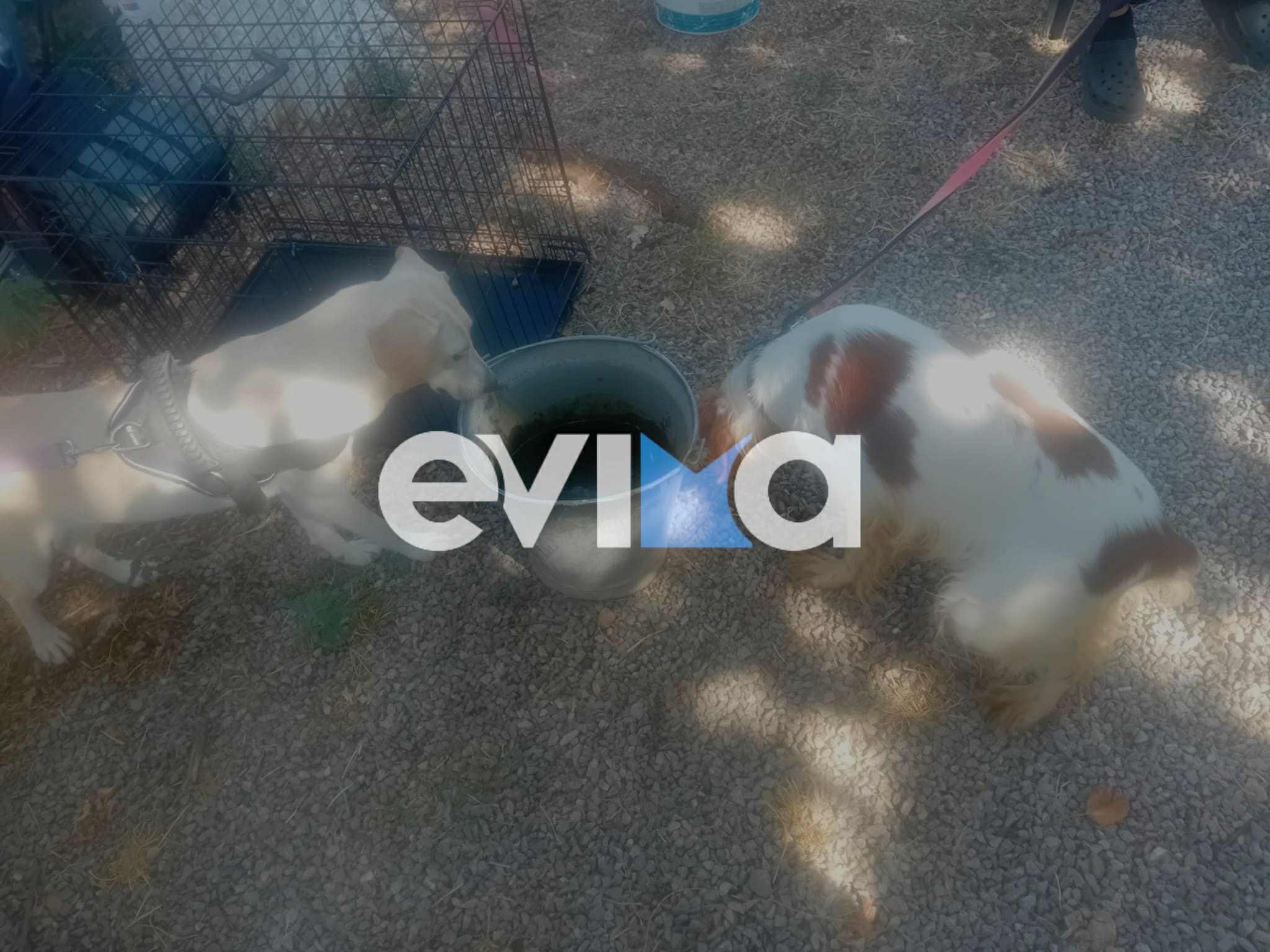 Ημέρα υιοθεσίας αδέσποτων σήμερα στη Χαλκίδα Ημέρα υιοθεσίας αδέσποτων σήμερα στη Χαλκίδα