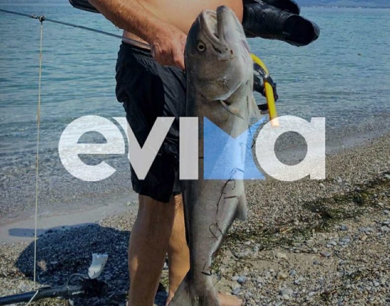 Απίστευτη ψαριά στην Εύβοια: Πώς έπιασε το «γοφάρι»