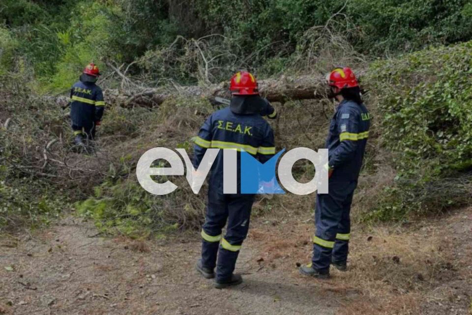 Εύβοια: Δέντρο έσπασε από τους ισχυρούς ανέμους – Σε ποιο δρόμο κόπηκε η κυκλοφορία (εικόνες)