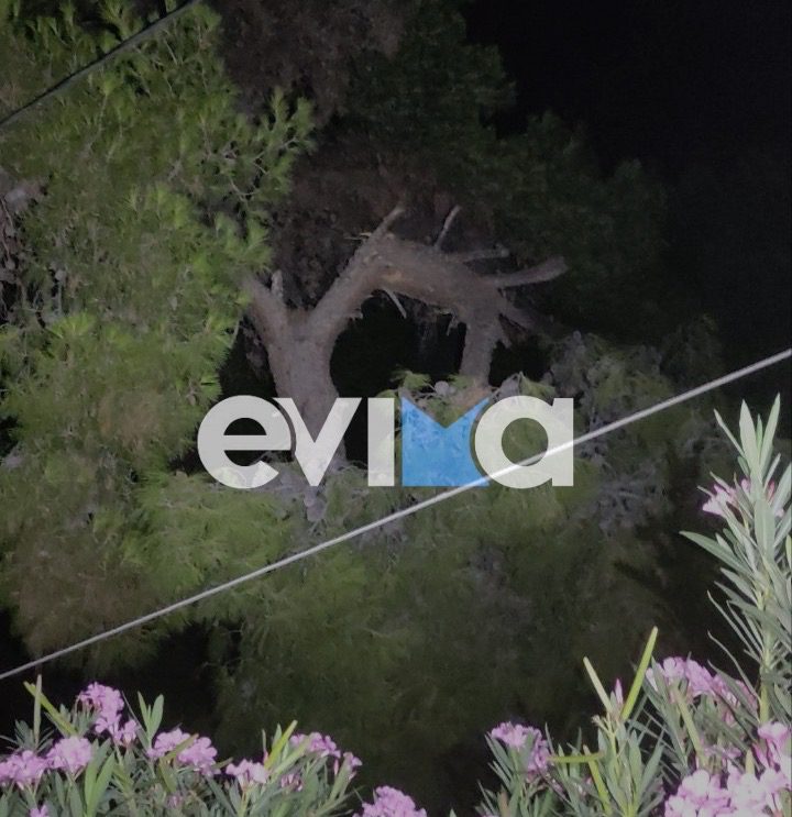 Εύβοια: Συναγερμός στην πυροσβεστική για πτώση κλαδιού πεύκου πάνω σε σπίτι