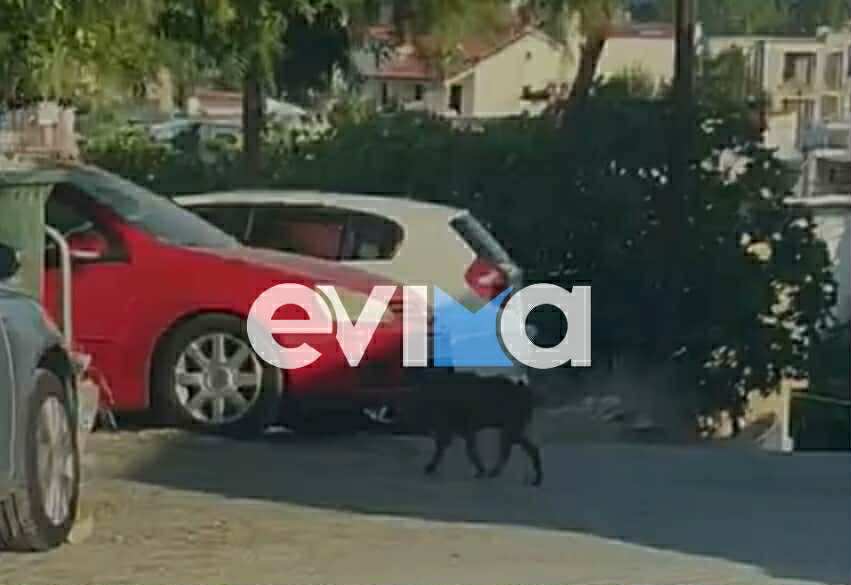 Αγριογούρουνα «κόβουν» βόλτες δίπλα σε σπίτια στην Εύβοια – Απίστευτες εικόνες Αγριογούρουνα «κόβουν» βόλτες δίπλα σε σπίτια στην Εύβοια – Απίστευτες εικόνες