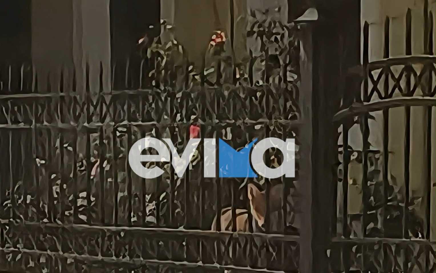 Μετά τα αγριογούρουνα στην Εύβοια «πλάκωσαν» αλεπούδες – Εικόνες Μετά τα αγριογούρουνα στην Εύβοια «πλάκωσαν» αλεπούδες – Εικόνες