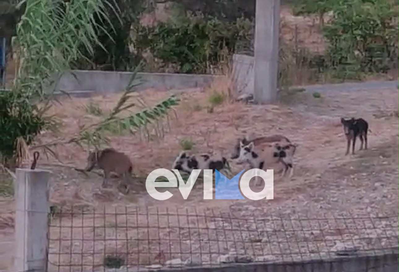 Αγριογούρουνα μπήκαν σε αυλή σπιτιού στην Εύβοια – Βίντεο Αγριογούρουνα μπήκαν σε αυλή σπιτιού στην Εύβοια – Βίντεο