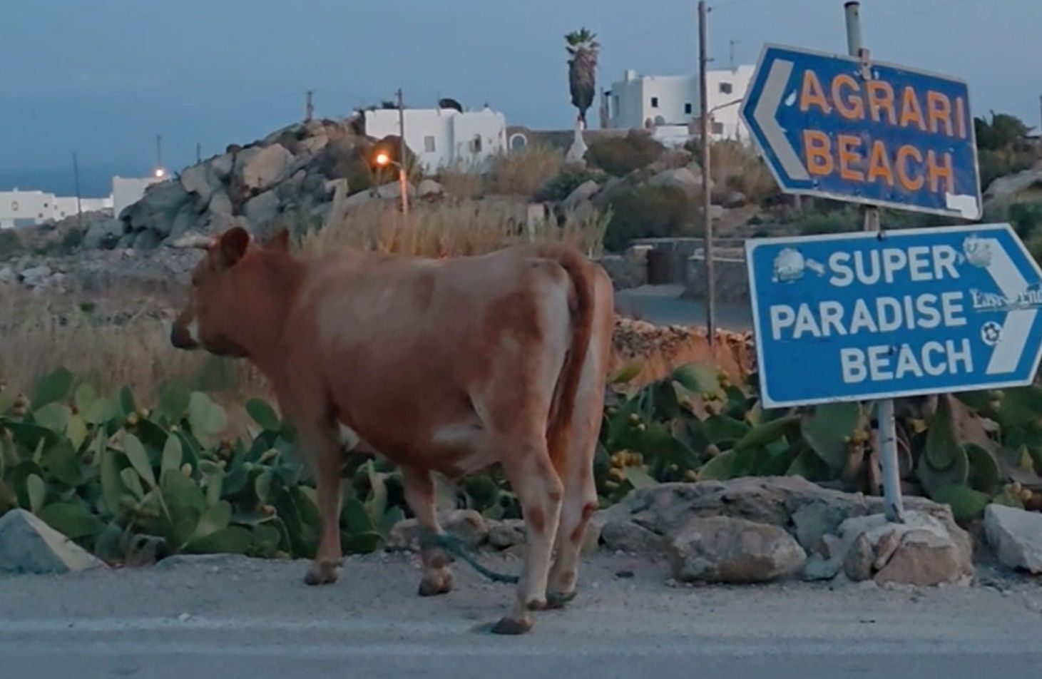 Αγελάδα δεν ήξερε ποια παραλία της Μυκόνου να διαλέξει – Βίντεο Αγελάδα δεν ήξερε ποια παραλία της Μυκόνου να διαλέξει – Βίντεο