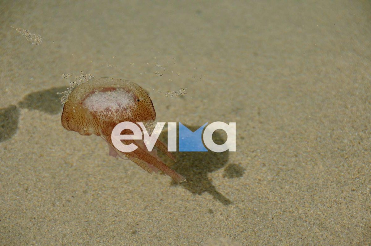 Αυτή η παραλία της Εύβοιας έχει ακόμα μωβ μέδουσες Αυτή η παραλία της Εύβοιας έχει ακόμα μωβ μέδουσες