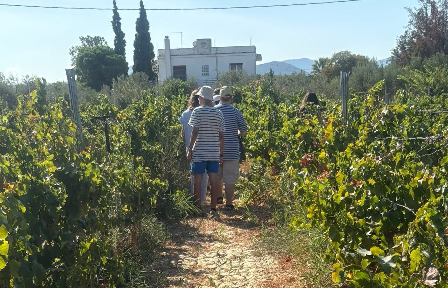 Εύβοια: Μαθητές των ΚΔΑΠ ΜΕΑ πήγαν για τρύγο! Εύβοια: Μαθητές των ΚΔΑΠ ΜΕΑ πήγαν για τρύγο!