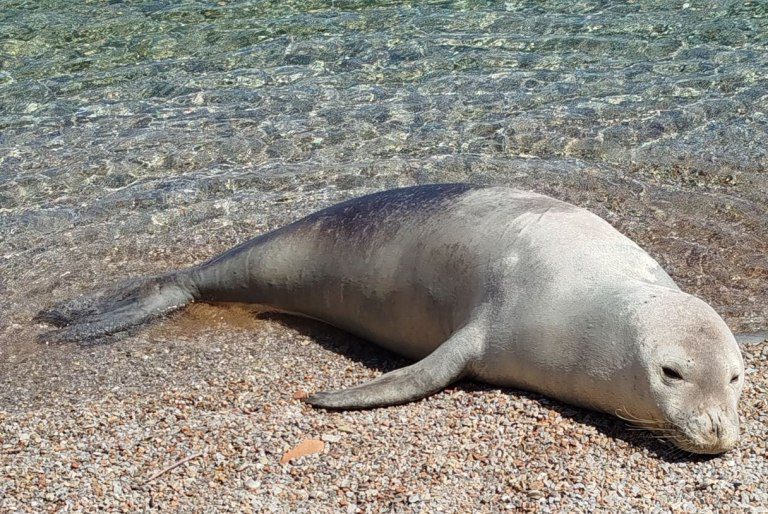 Σύμη: O Ιούλιος η φώκια βγήκε πάλι στη στεριά και η ΜΟm ενημερώνει το κοινό Σύμη: O Ιούλιος η φώκια βγήκε πάλι στη στεριά και η ΜΟm ενημερώνει το κοινό