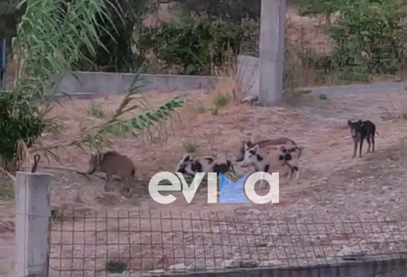 «Μπάτε…. αγριογούρουνα κι αλέστε» στην Εύβοια: Πλέον εισβάλουν μέχρι και στις αυλές σπιτιών- Βίντεο «Μπάτε…. αγριογούρουνα κι αλέστε» στην Εύβοια: Πλέον εισβάλουν μέχρι και στις αυλές σπιτιών- Βίντεο