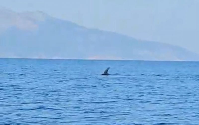 Koπάδι με τεράστια ψάρια κοντά σε ακτή της Εύβοιας – Έκπληκτοι οι λουόμενοι Koπάδι με τεράστια ψάρια κοντά σε ακτή της Εύβοιας – Έκπληκτοι οι λουόμενοι