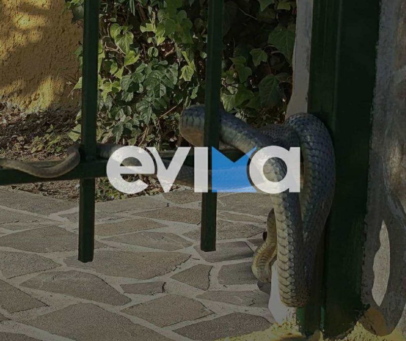 Γέμισε φίδια η Εύβοια: O σαπίτης που τρόμαξε το νησί- Είναι επικίνδυνος; Γέμισε φίδια η Εύβοια: O σαπίτης που τρόμαξε το νησί- Είναι επικίνδυνος;