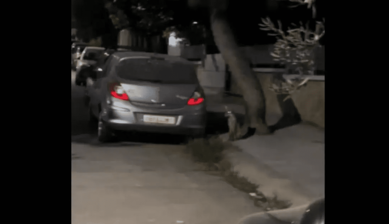 Αλεπούδες βγήκαν για… βόλτα σε κεντρικό δρόμο – Βίντεο Αλεπούδες βγήκαν για… βόλτα σε κεντρικό δρόμο – Βίντεο