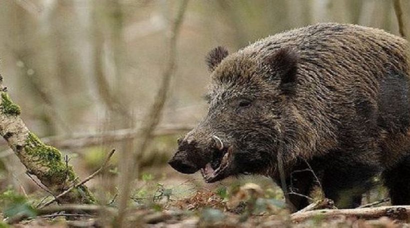 Κοζάνη: Αγριογούρουνο επιτέθηκε σε 62χρονο κυνηγό που το είχε πυροβολήσει Κοζάνη: Αγριογούρουνο επιτέθηκε σε 62χρονο κυνηγό που το είχε πυροβολήσει