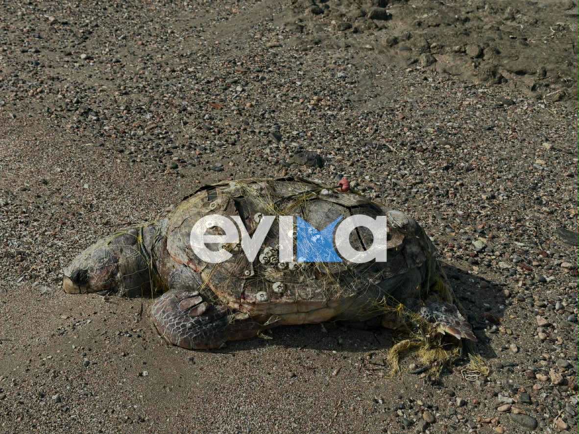 Νεκρή θαλάσσια χελώνα ξεβράστηκε σε παραλία της Εύβοιας Νεκρή θαλάσσια χελώνα ξεβράστηκε σε παραλία της Εύβοιας