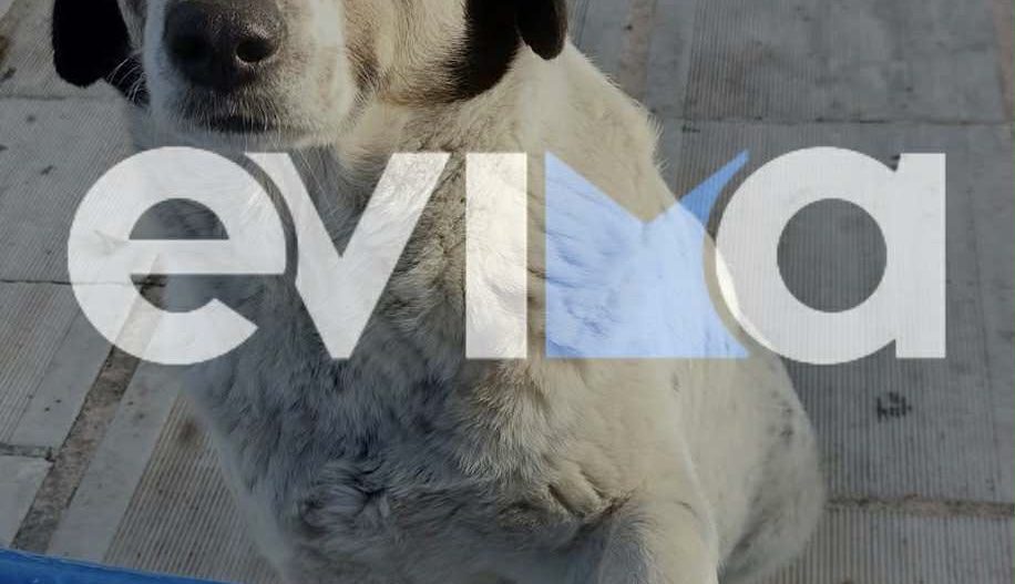 Αυτό είναι το σκυλάκι που σκότωσαν στην Εύβοια – Εικόνα Αυτό είναι το σκυλάκι που σκότωσαν στην Εύβοια – Εικόνα