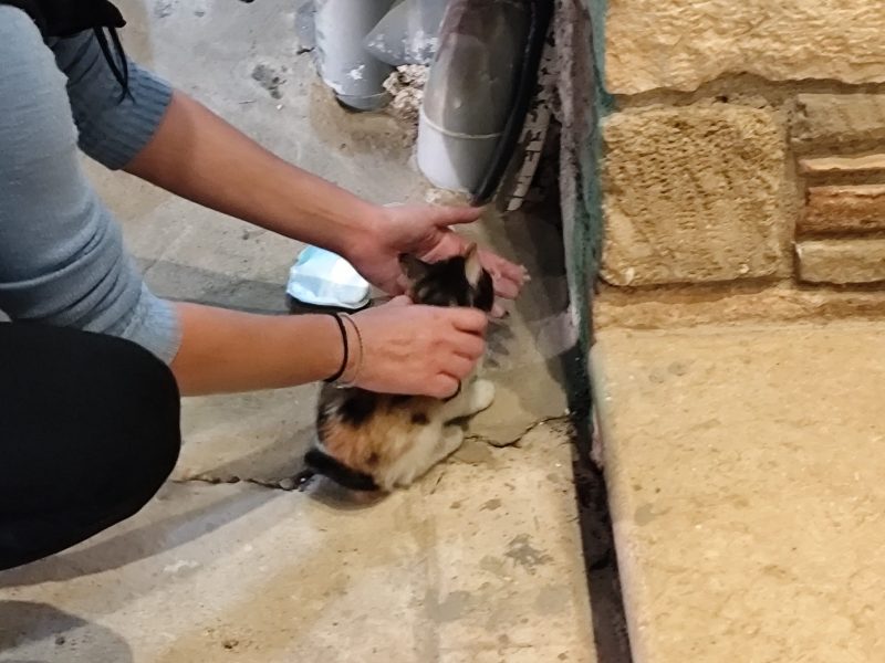 Eύβοια: «Καρέ-Καρέ» ο απεγκλωβισμός του μικρού γατιού από τα ψυγεία σούπερ μάρκετ Eύβοια: «Καρέ-Καρέ» ο απεγκλωβισμός του μικρού γατιού από τα ψυγεία σούπερ μάρκετ