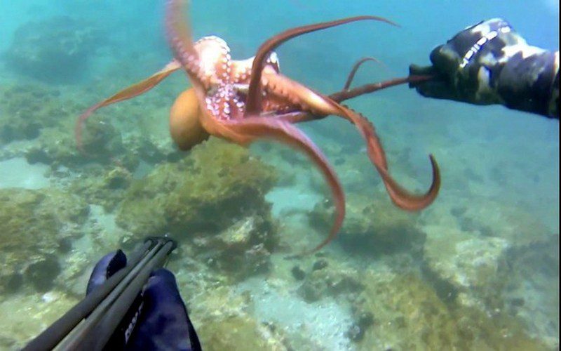 Συνελήφθη 68χρονος που ψάρευε χταπόδια στην Εύβοια Συνελήφθη 68χρονος που ψάρευε χταπόδια στην Εύβοια
