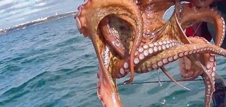 Σάλος στην Εύβοια: Γιατί συνελήφθη 68χρονος που ψάρευε χταπόδι Σάλος στην Εύβοια: Γιατί συνελήφθη 68χρονος που ψάρευε χταπόδι
