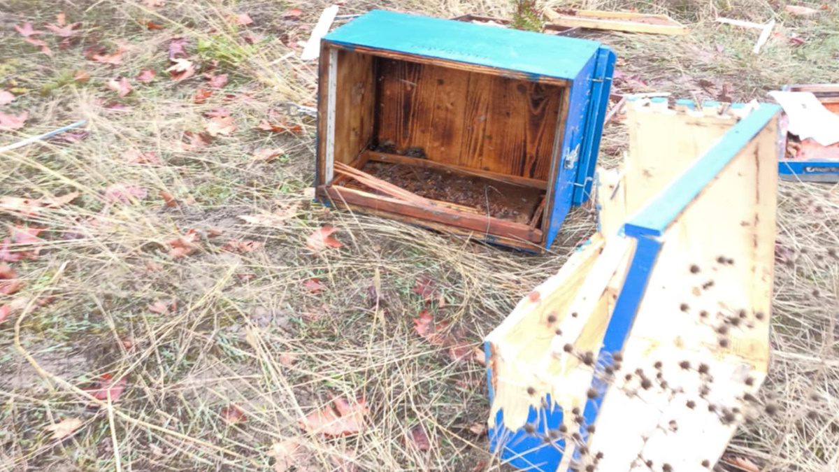 Ευρυτανία: Αρκούδα ρήμαξε μελίσσια, έφαγε μέλι και κατέστρεψε τις κυψέλες