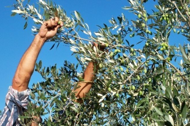 Προσοχή! Πέφτουν πρόστιμα για τις ελιές στην Εύβοια Προσοχή! Πέφτουν πρόστιμα για τις ελιές στην Εύβοια