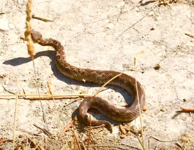 Μεγάλη προσοχή σε όσους μαζεύουν ελιές στην Εύβοια: Δείτε τι βρέθηκε σε χωράφι Μεγάλη προσοχή σε όσους μαζεύουν ελιές στην Εύβοια: Δείτε τι βρέθηκε σε χωράφι