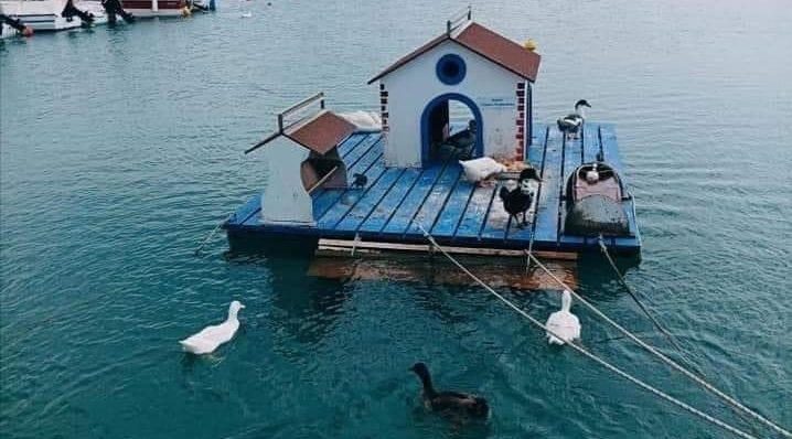 SOS για τις… άστεγες πάπιες της Εύβοιας: Εξαφάνισαν την χαρακτηριστική κατασκευή στην Αρτάκη SOS για τις… άστεγες πάπιες της Εύβοιας: Εξαφάνισαν την χαρακτηριστική κατασκευή στην Αρτάκη