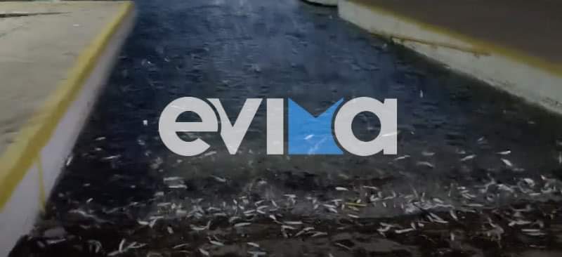 Εύβοια: Τα ψάρια… βγήκαν στη στεριά- Το παράδοξο θέαμα ξανά ορατό στη Χαλκίδα Εύβοια: Τα ψάρια… βγήκαν στη στεριά- Το παράδοξο θέαμα ξανά ορατό στη Χαλκίδα