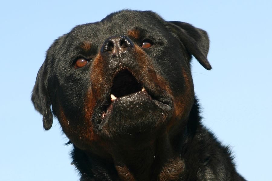 Άγρια επίθεση ροτβάιλερ στην Καλαμάτα – Το πυροβόλησε και το σκότωσε αστυνομικός Άγρια επίθεση ροτβάιλερ στην Καλαμάτα – Το πυροβόλησε και το σκότωσε αστυνομικός