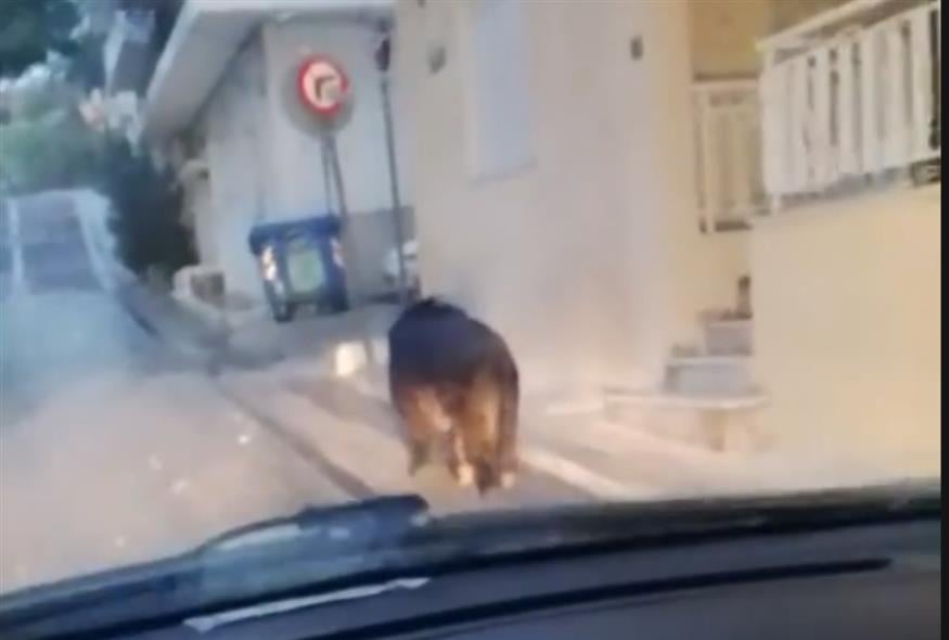 Αγριογούρουνο έκοβε βόλτες σε δρόμους στο Περιστέρι – Δείτε το viral βίντεο