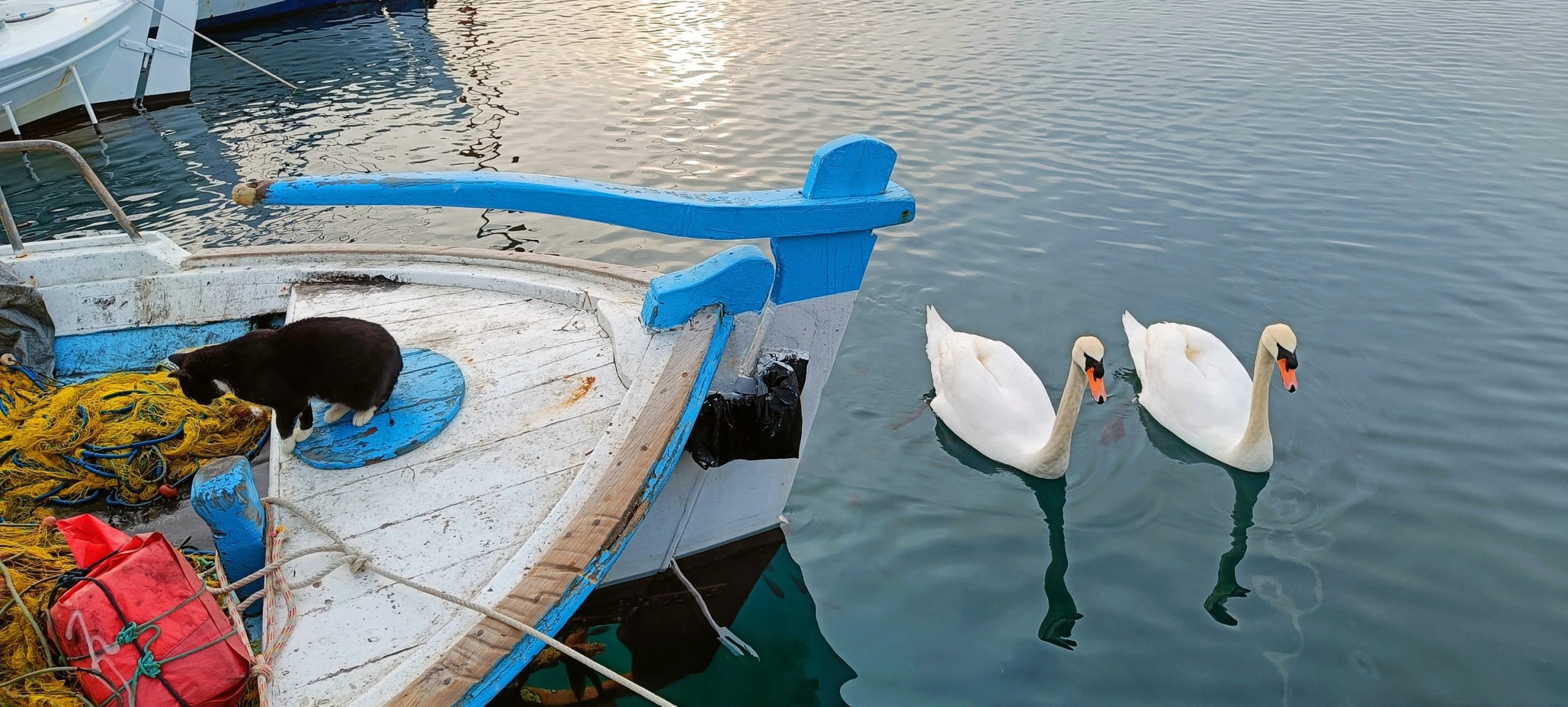 Μαγική στιγμή σε λιμάνι της Εύβοιας: Κύκνοι και γάτα κλέβουν την παράσταση