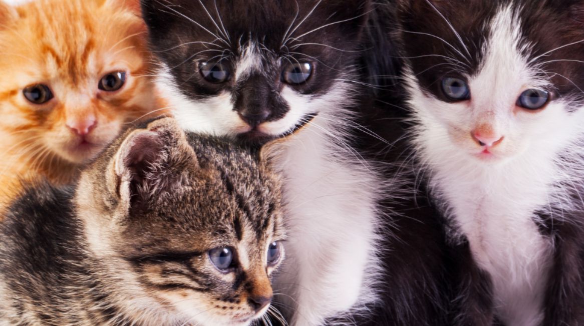 Σοκ στη Θεσσαλονίκη: Εξέτρεφε πάνω από 50 γάτες για… να τις φάει